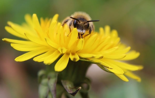 Free download bee honey bumble bee macro flower free picture to be edited with GIMP free online image editor