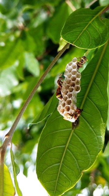 Téléchargement gratuit Bee Honeycomb The Hive - photo ou image gratuite à modifier avec l'éditeur d'images en ligne GIMP