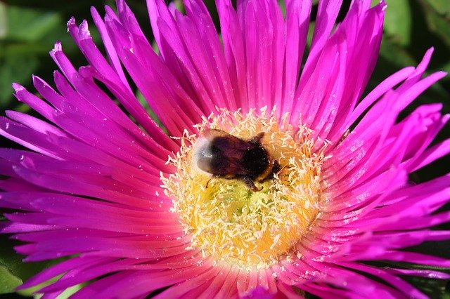 تنزيل مجاني Bee Honey Isolated - صورة مجانية أو صورة يتم تحريرها باستخدام محرر الصور عبر الإنترنت GIMP