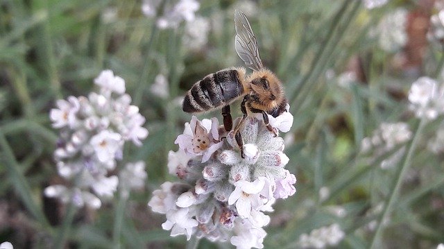 Unduh gratis Bee Honey Lavender - foto atau gambar gratis untuk diedit dengan editor gambar online GIMP