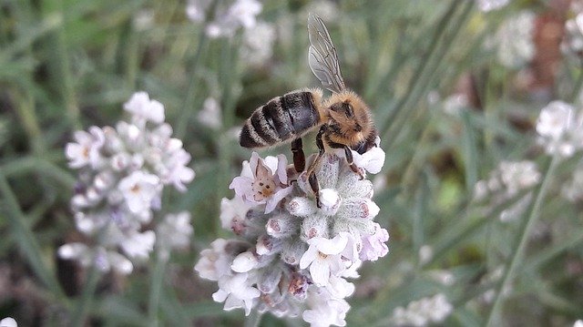 Free download Bee Honey Lavender -  free photo or picture to be edited with GIMP online image editor