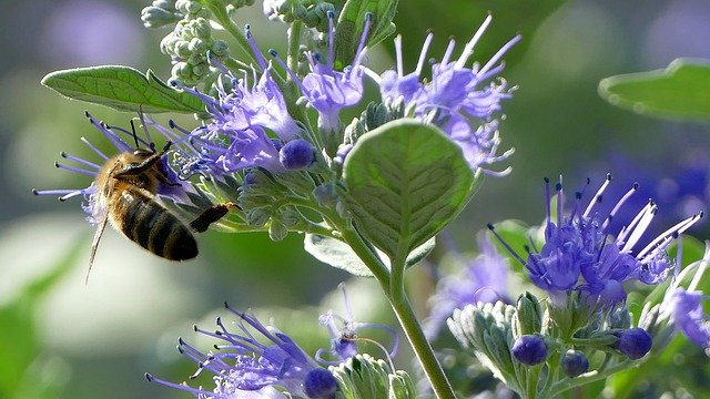 Descarga gratuita Bee Honey Nature - foto o imagen gratuita para editar con el editor de imágenes en línea GIMP
