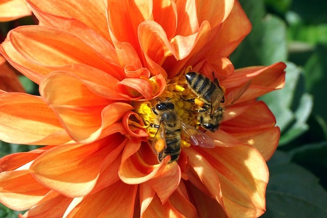 Free download bee honey orange dahlia pollination free picture to be edited with GIMP free online image editor