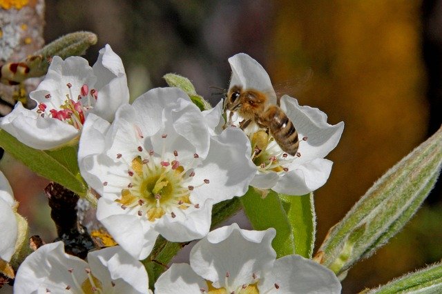 Descarga gratuita Bee Honey Pear - foto o imagen gratuita para editar con el editor de imágenes en línea GIMP