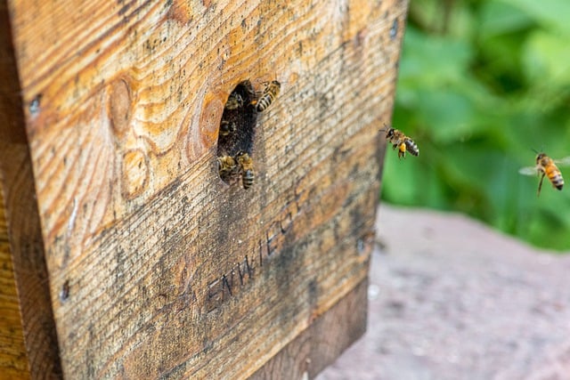 Free download bee house beekeeper beehive insects free picture to be edited with GIMP free online image editor