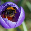 Bee in a Flower Bud  screen for extension Chrome web store in OffiDocs Chromium