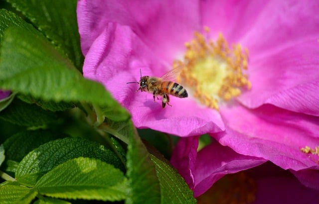 Free download bee in flight honey bee bee insect free picture to be edited with GIMP free online image editor