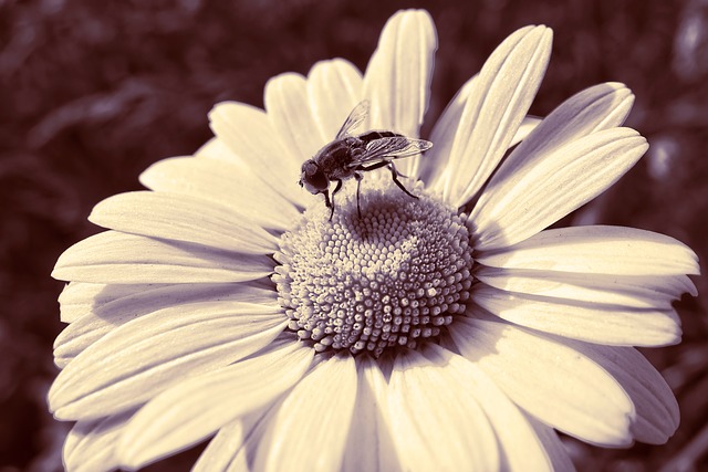 Free download bee insect animal feeding free picture to be edited with GIMP free online image editor