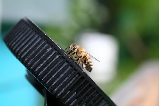 Free download bee insect approach cork drink free picture to be edited with GIMP free online image editor