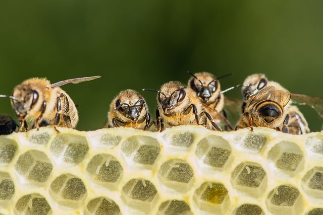 Free download bee insect beehive apiary free picture to be edited with GIMP free online image editor