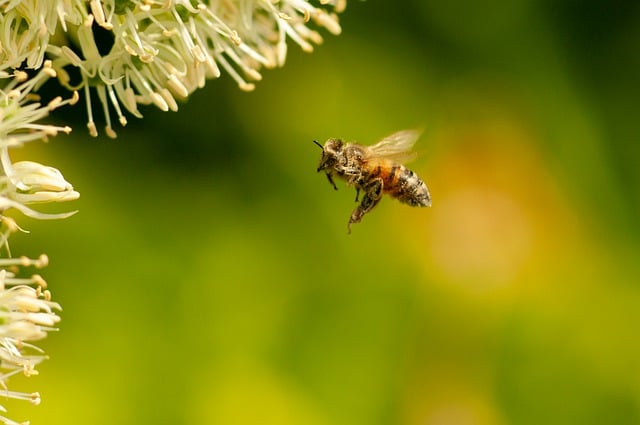 Free download bee insect blossom flying nature free picture to be edited with GIMP free online image editor