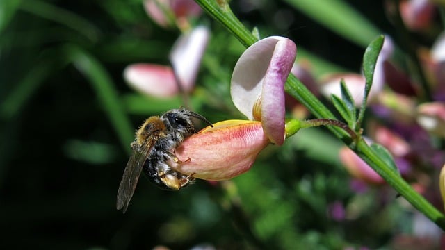 Free download bee insect broom spring blossom free picture to be edited with GIMP free online image editor