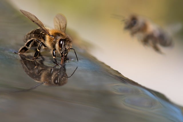 Бесплатно скачать пчелу, насекомое, медоносную пчелу, бесплатную картинку для редактирования в GIMP, бесплатный онлайн-редактор изображений