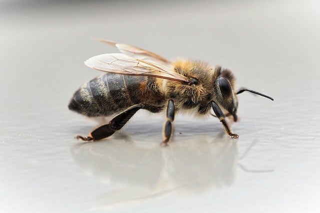 Free download bee insect close up world bee day free picture to be edited with GIMP free online image editor
