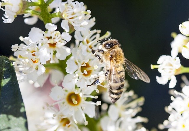 دانلود رایگان Bee Insect Flower - عکس یا عکس رایگان قابل ویرایش با ویرایشگر تصویر آنلاین GIMP