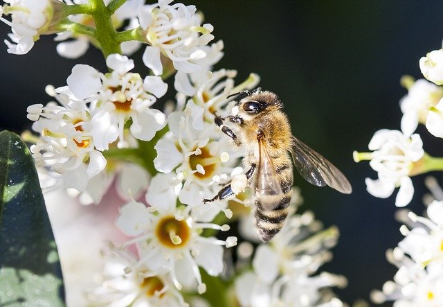 Bezpłatne pobieranie Bee Insect Flower - darmowe zdjęcie lub obraz do edycji za pomocą internetowego edytora obrazów GIMP