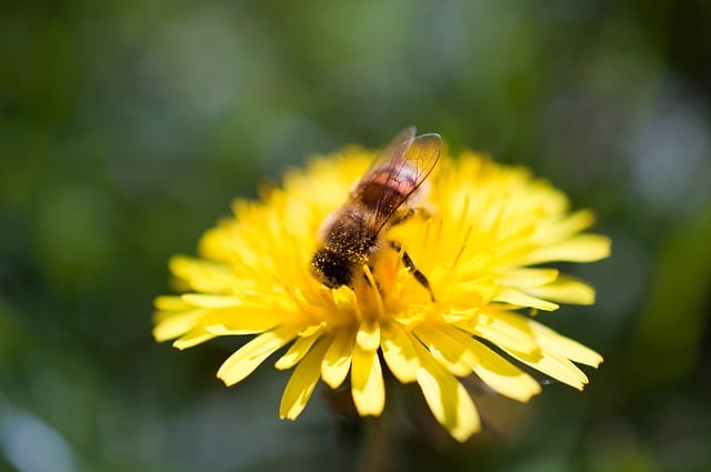 Free download bee insect flower pollen spring free picture to be edited with GIMP free online image editor