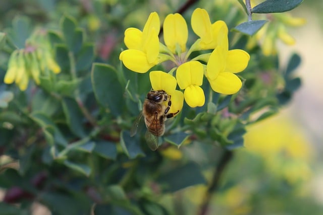 Free download bee insect flower pollination free picture to be edited with GIMP free online image editor