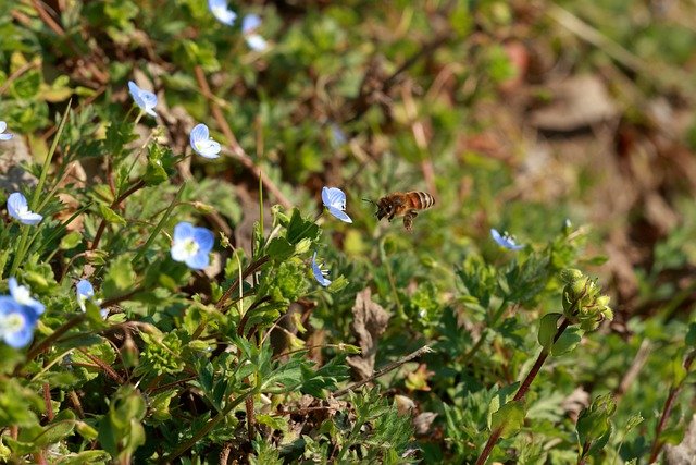 Free download bee insect flowers free picture to be edited with GIMP free online image editor