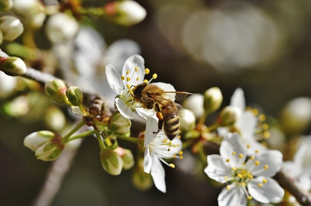Free download bee insect flowers honey bee free picture to be edited with GIMP free online image editor