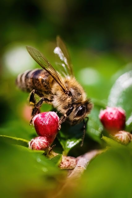 Free download bee insect honey flower free picture to be edited with GIMP free online image editor