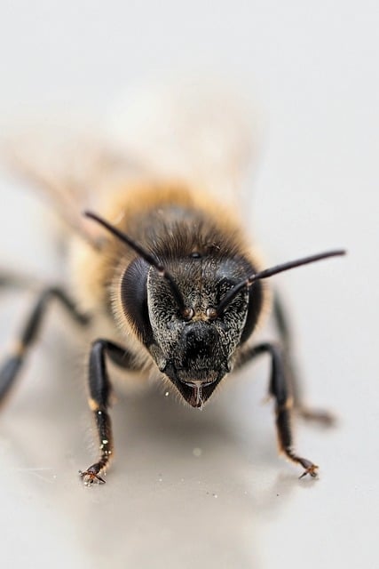 Free download bee insect macro close up head free picture to be edited with GIMP free online image editor