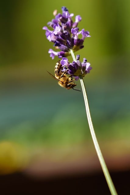 Free download bee insect macro pollination free picture to be edited with GIMP free online image editor