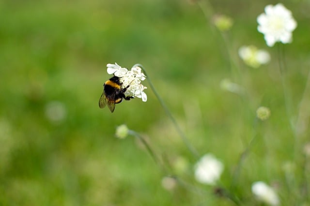 Free download bee insect meadow summer spring free picture to be edited with GIMP free online image editor
