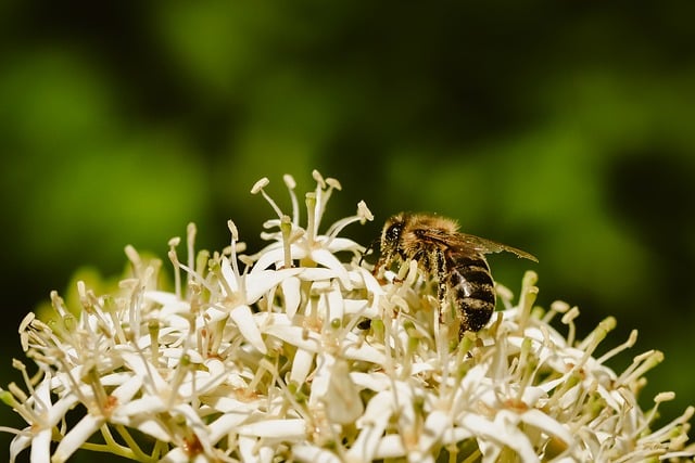 Free download bee insect nature macro free picture to be edited with GIMP free online image editor