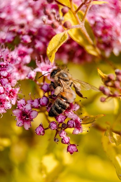 Free download bee insect nature pollination free picture to be edited with GIMP free online image editor