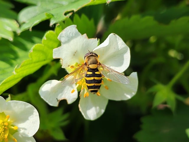 Free download bee insect nature wings honey free picture to be edited with GIMP free online image editor