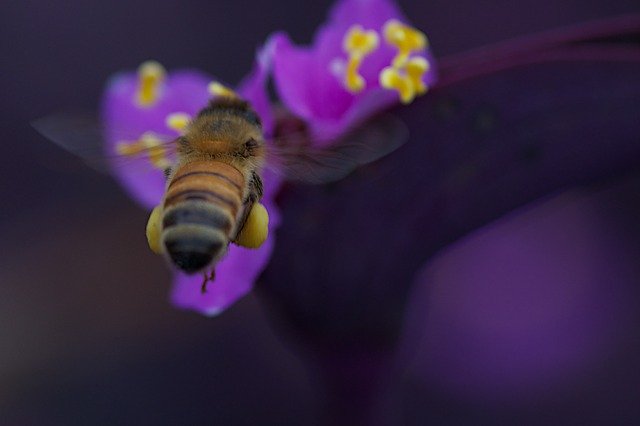 Template Photo Bee Insect Pollen -  for OffiDocs