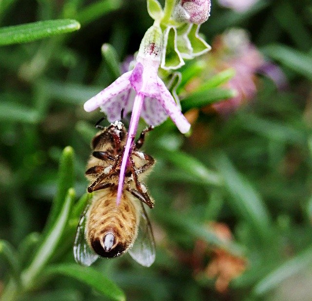 Download grátis Bee Insect Pollen Upside - foto ou imagem grátis para ser editada com o editor de imagens online GIMP