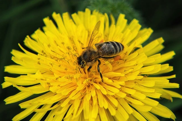 Free download bee insect pollinate dandelion free picture to be edited with GIMP free online image editor
