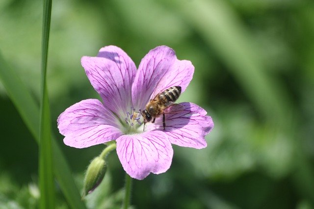 Free download Bee Insect Pollination -  free photo or picture to be edited with GIMP online image editor