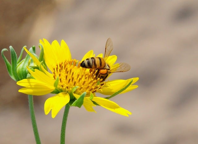 Free download bee insect pollination flower free picture to be edited with GIMP free online image editor