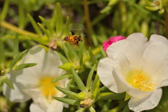 Descărcare gratuită Bee Insects - fotografie sau imagini gratuite pentru a fi editate cu editorul de imagini online GIMP