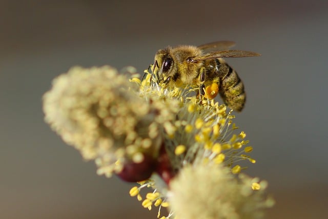 Free download bee insects honey bee blossom free picture to be edited with GIMP free online image editor