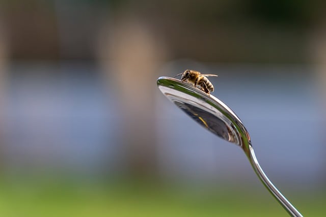 Free download bee insect spoon macro nature free picture to be edited with GIMP free online image editor