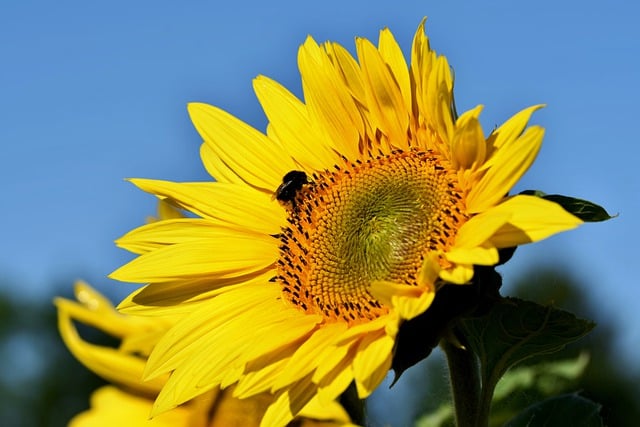 Bezpłatne pobieranie darmowego zdjęcia kwiatu słonecznika, owada pszczoły i edycji za pomocą bezpłatnego edytora obrazów online GIMP