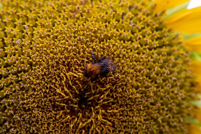 Free download bee insect sunflower honey bee free picture to be edited with GIMP free online image editor