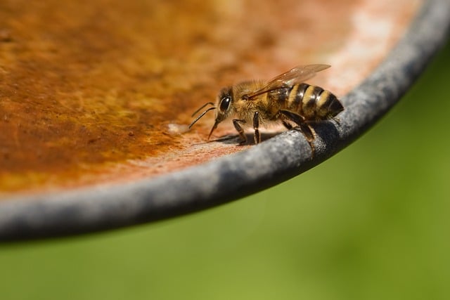 Free download bee insect watering hole nature free picture to be edited with GIMP free online image editor