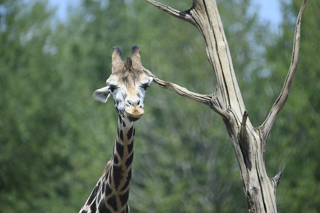 Download gratuito Beekse Bergen Giraffe Animals - foto o immagine gratis da modificare con l'editor di immagini online di GIMP