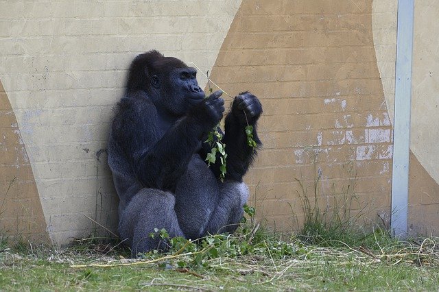 Free download Beekse Bergen Gorilla Silverback -  free photo or picture to be edited with GIMP online image editor