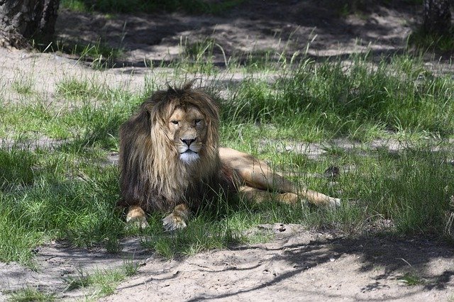 Muat turun percuma Beekse Bergen Lion Predator - foto atau gambar percuma untuk diedit dengan editor imej dalam talian GIMP