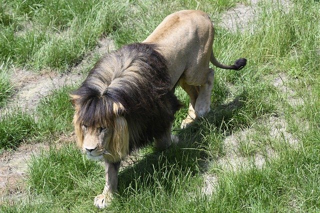Free picture Beekse Bergen Lion Predator Animal -  to be edited by GIMP free image editor by OffiDocs