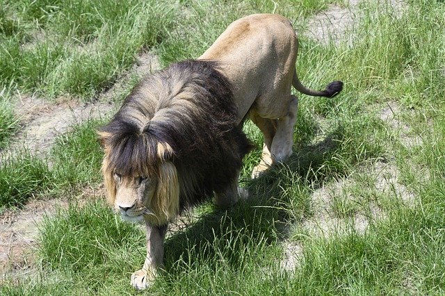 Unduh gratis Beekse Bergen Lion Predator Animal - foto atau gambar gratis untuk diedit dengan editor gambar online GIMP