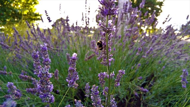 Download gratuito Bee Lavender: foto o immagine gratuita da modificare con l'editor di immagini online GIMP