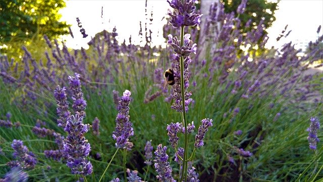 Free download Bee Lavender -  free photo or picture to be edited with GIMP online image editor