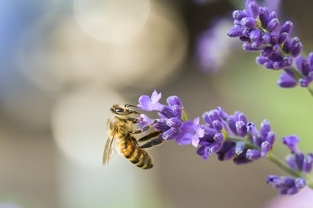 Free download bee lavender insect macro free picture to be edited with GIMP free online image editor